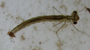 Damselfly larva