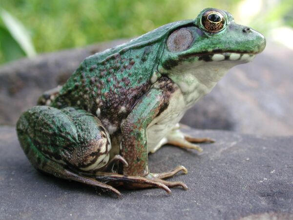 Northern green frog -- Rana clamitans melanota