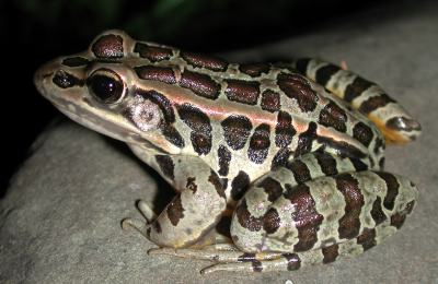 Pickerel frog -- Rana pulustris